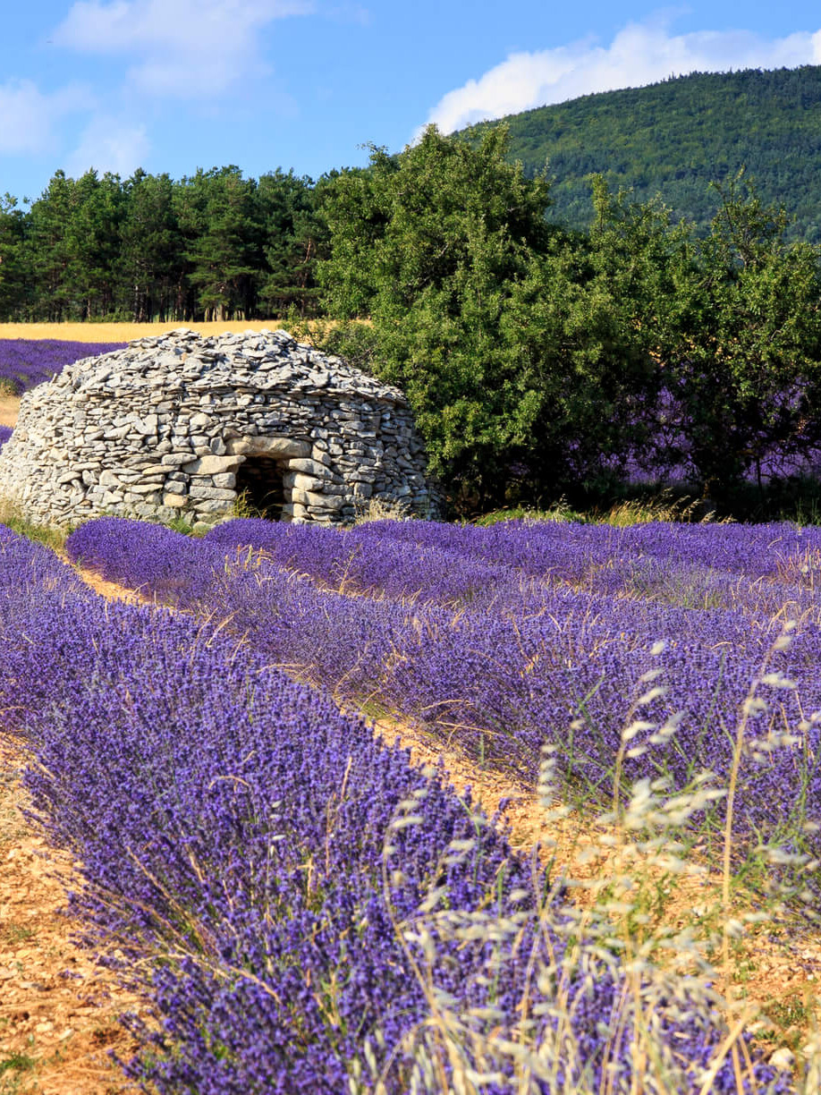 Borie and lavender field in Provence