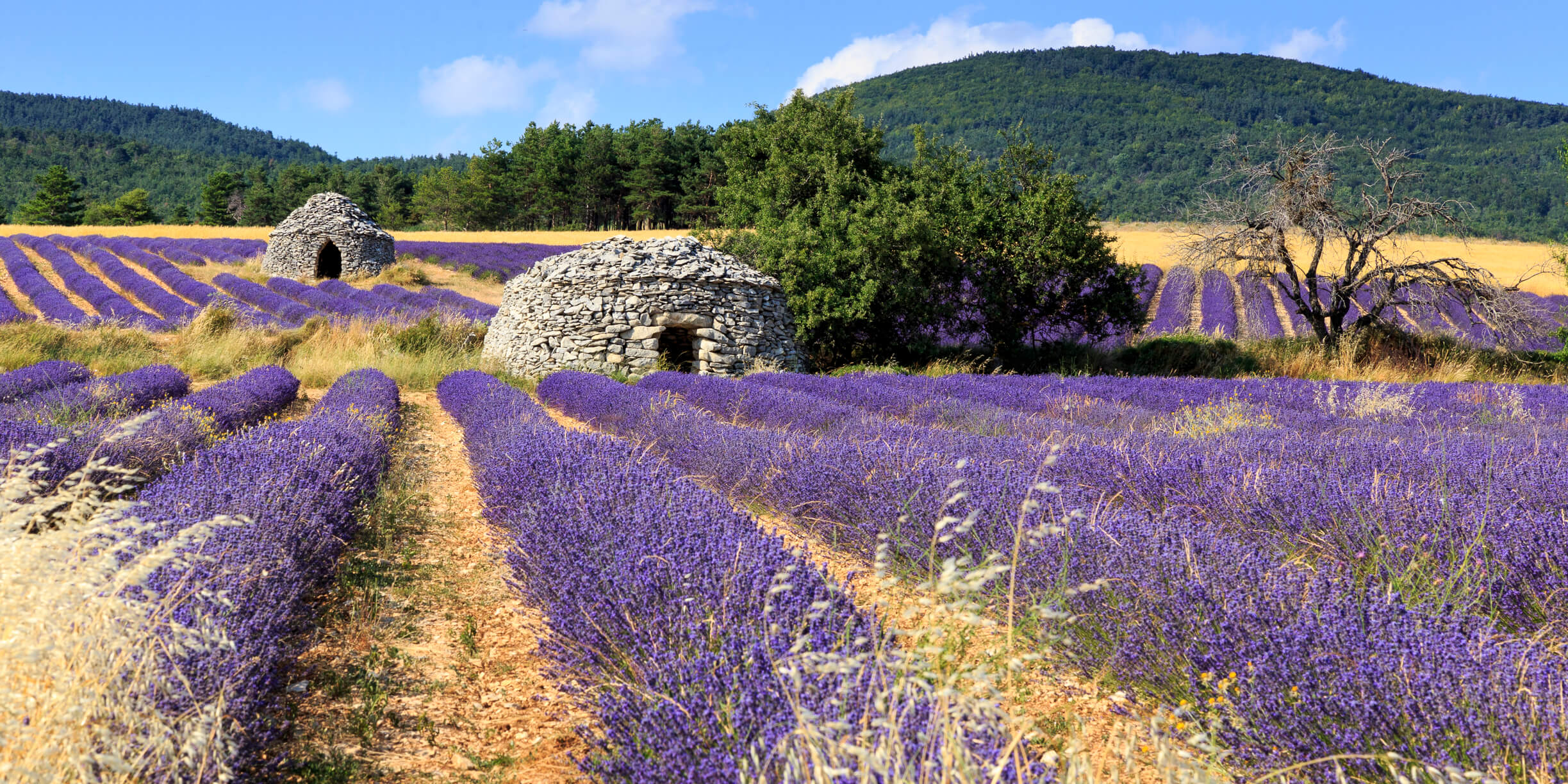 A Culinary Journey in the Heart of Provence – Add a little French to ...
