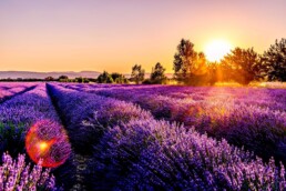 Sun on lavender fields